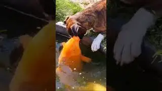 Пёс и рыбка - 