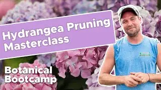 When to prune hydrangeas? | Hydrangea Pruning Masterclass | Bates Botanical Bootcamp