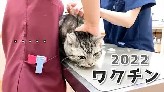 ワクチン摂取　毎年ギャン鳴きの猫が７年目はこうなりました。Ameo has been vaccinated.