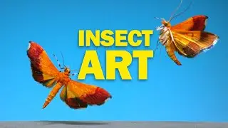 Flying Insects as Art in NAT GEO!