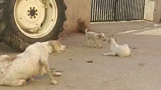 BaBy DoG