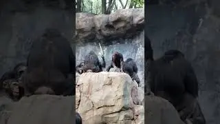 원숭이 엄마의 자식교육