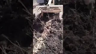 выкопка посадочного материала.