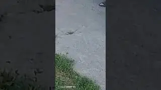 даты пока помидоры