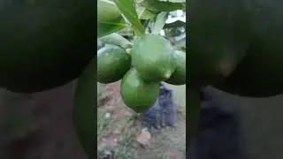 Lemon tree 5 in one #100