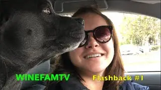 Bella the STAFFY DOG - Flashback Video #1