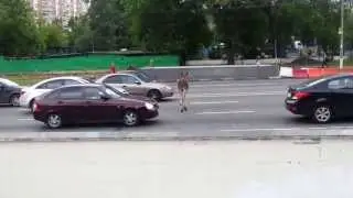 Лоси в Москве