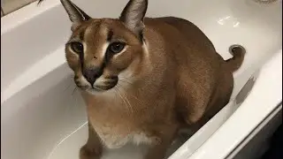 Idk