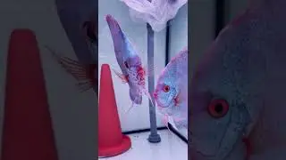 Discus breeding in tap water