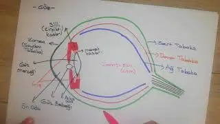 6.Sınıf Fen / Göz ve Deri / Duyu organları 1.Bölüm