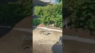 Мої помічники 💙💛