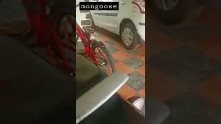 playing with #mongoose #shorts #shortvideo