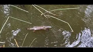 Platypus.   Утконос.  #platypus