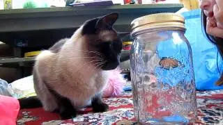 I can has butterfly?