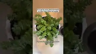 How much water to give plants? 