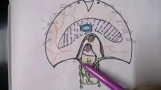 DIAPHRAGM ANATOMY | MOVEMENT DURING RESPIRATION | AORTIC ESOPHAGUS, CAVAL OPENING| CRUS OF DIAPHRAGM