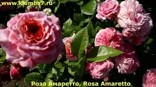 Розы, цветущие без перерыва, удивляют всех соседей! Сайт 