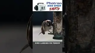 Chipping Sparrow landing at 3000 fps