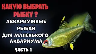 Какую выбрать рыбку для аквариума? Вот эта рыбка идеально подойдет для вашего маленького аквариума!