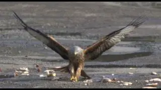 Red Kites in Slow Motion - The Slow Mo Guys