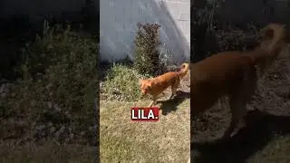 🇲🇽 Ask a Mexican: “Ways to Say 💩 “