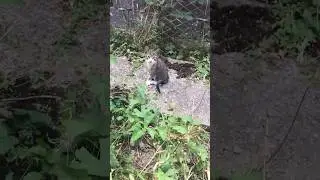 Cute small kitty cats #shorts
