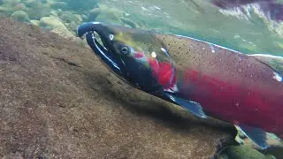Facts: Coho Salmon