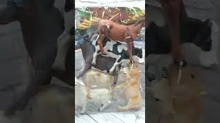 Домашние животные на ферме