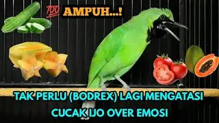 TIPS‼️CUCAK IJO OVER EMOSI SEKETIKA SEMBUH DENGAN CARA INI...!