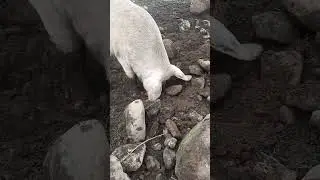 перекатываем камни