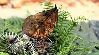 Coenophlebia archidona 240 fps part2