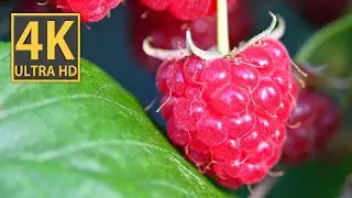 Erigeron and raspberry in 4K video