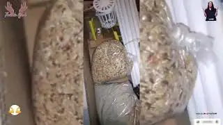 Acessórios Presentes Pró  CANARIL Do Criatório Medeiros-Comprado no                Pena Firme 👍🤝🙏🙌🇧🇷