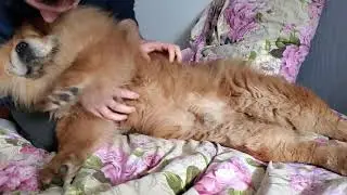 Как чихает чау-чау