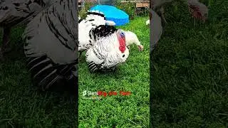Big ole Tom #shorts #animals #turkey
