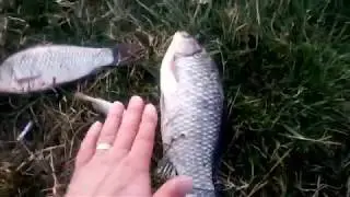 La pescuit de caras pe Lacul Boteni 3 in octombrie