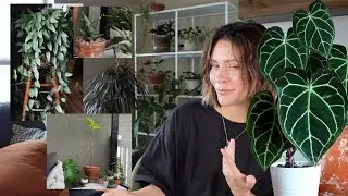 Plant Display Tips & Tricks | how to make houseplants look better