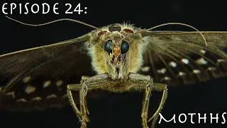 A Day in the Life of a Moth