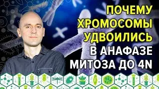 30. Почему хромосомы удвоились в анафазе митоза до 4n супердоходчиво
