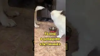 Уборка в домашнем «питомнике» 🐾 