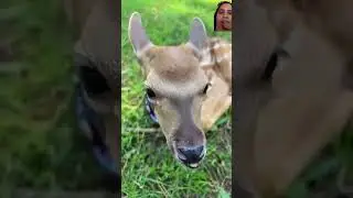 penyelamat rusa