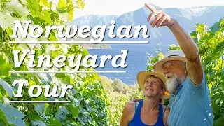 A Summer Tour of our Norwegian Vineyard - See Some of our Grape Varieties