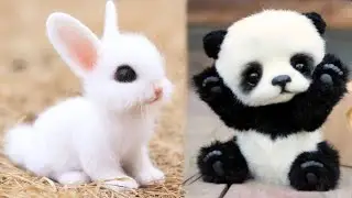 cute baby animals | 🥰😻| Part 30
