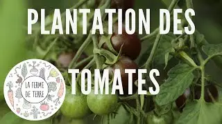 VLOG S14: Planting Tomatoes! PERMACULTURE AGROECOLOGY MSV VEGETABLE GARDEN