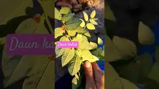 Daun katuk #reelsvideo #daunkatuk