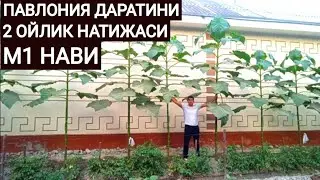 #павловния