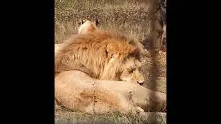 ❤️Лев Филя_Филечка  