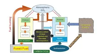 Carbon cycle | gaseous cycle | CARBON FIXATION | RESPIRATION| COMBUSTION | Decomposition