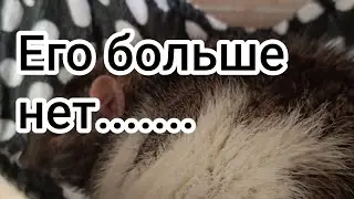 Он ушёл на радугу, надеюсь ему будет хорошо.....