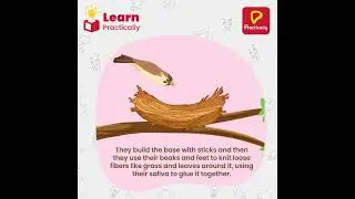 Interesting Fact About The Bird Nest | Science Be Crazy